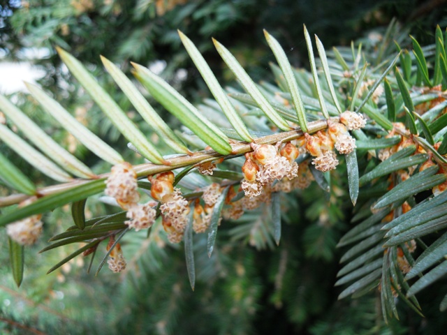 identificazione - Taxus baccata